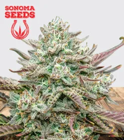Face Fat Strain