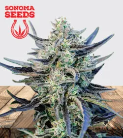 Fog Dog Strain