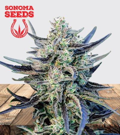 Fog Dog Strain