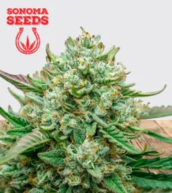 Froot by the Foot Strain