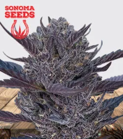 GMO 8 Strain