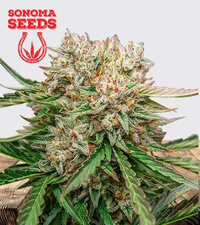GMO OG Strain