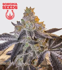 Gopher Glue Strain