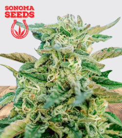 Grease Gun Strain