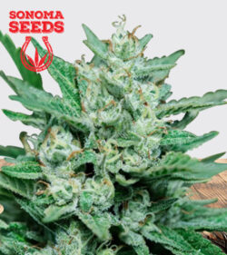 Papa Smurf Strain