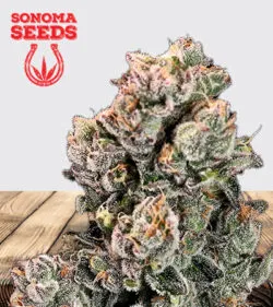 Slurpicane Strain