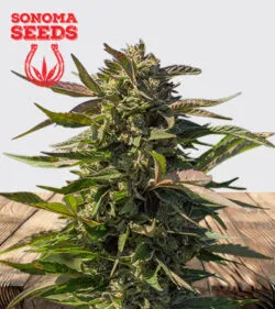 Snow Panda Strain