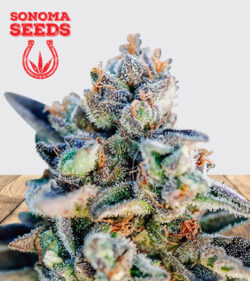 Top Gun Strain