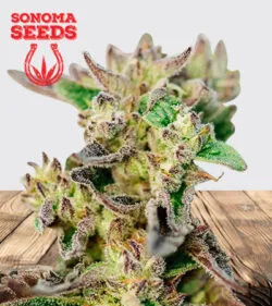 Tricross Strain