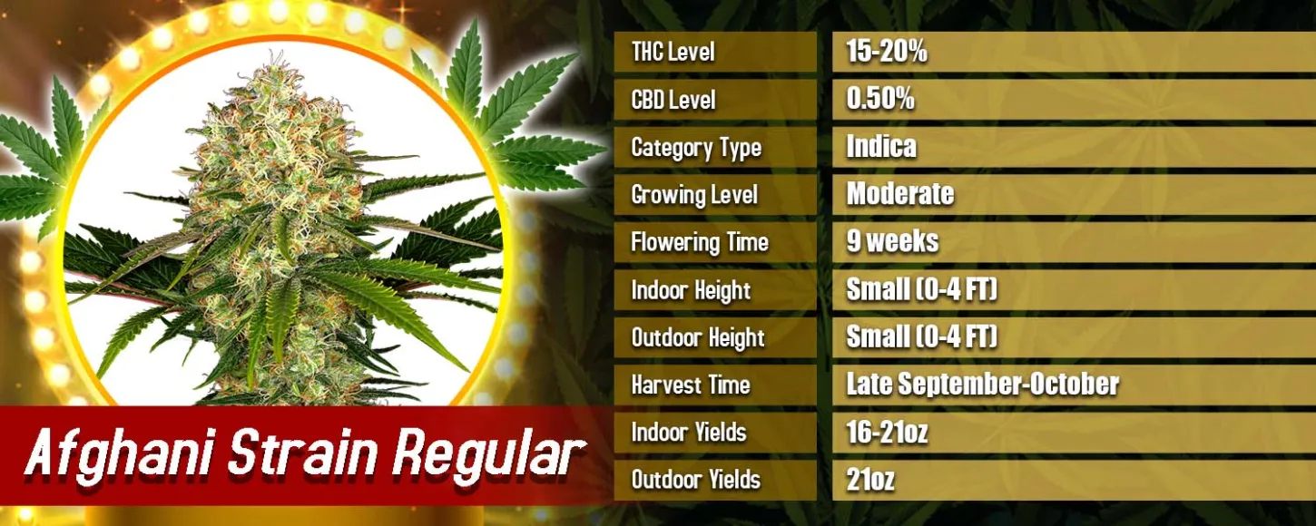 Afghani Strain Regular