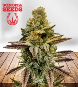 Apple Fritter Strain