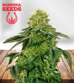 Apple Fritter Strain Feminized