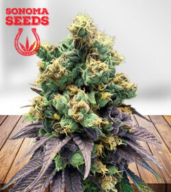 Area 51 fruitz Feminized