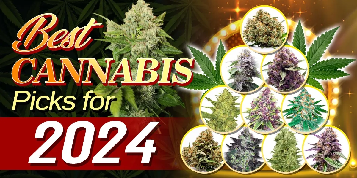 Best Cannabis