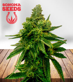 Biscotti Strain Feminized