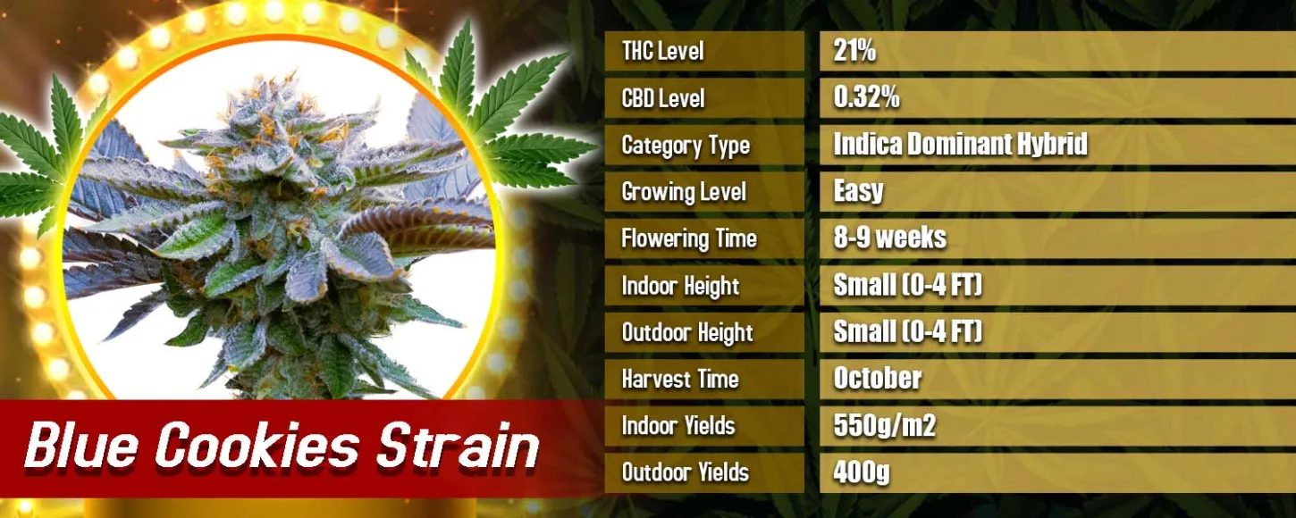 Blue Cookies Strain Feminized