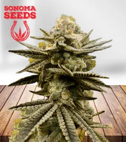 Blue Mylk Feminized