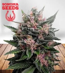 Blueberry Muffin Feminized