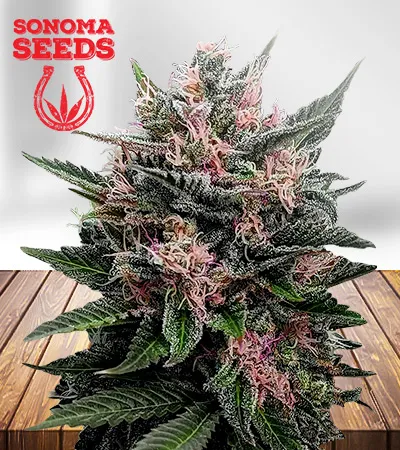 Blueberry Muffin Feminized
