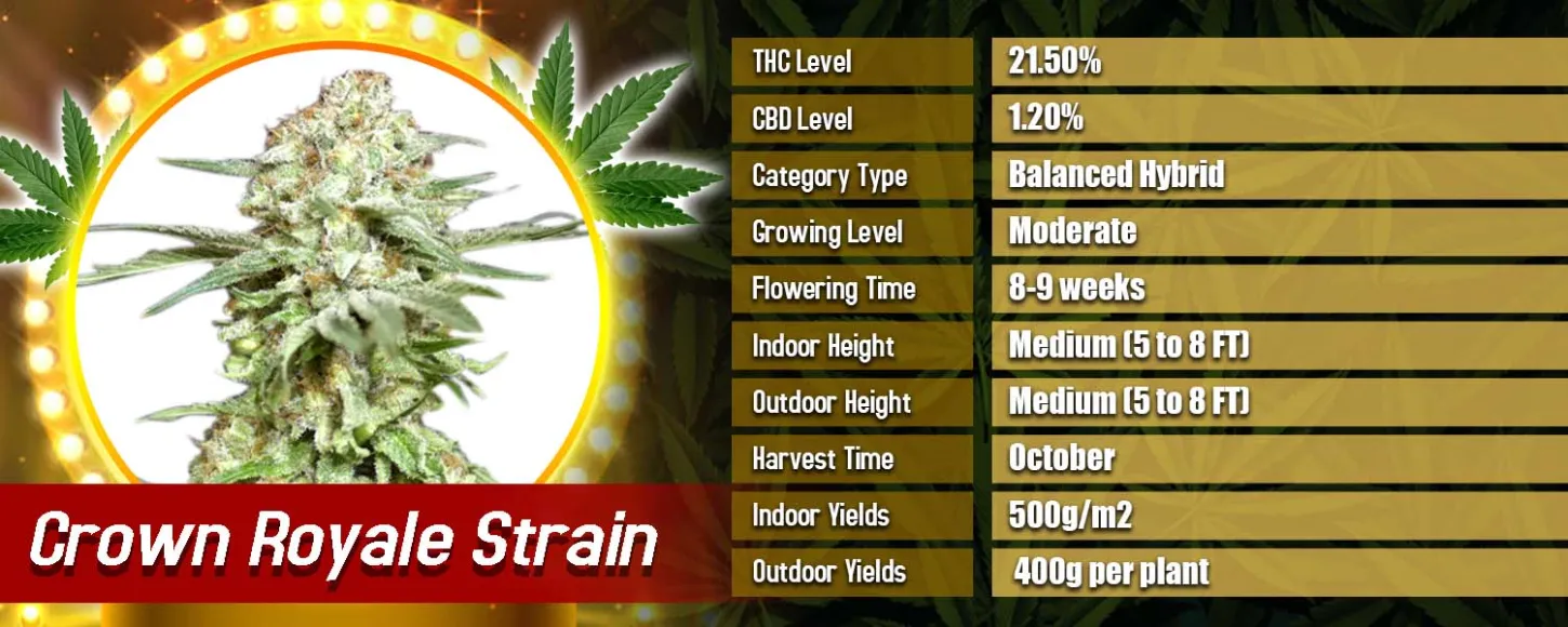 Crown Royale Strain Feminized