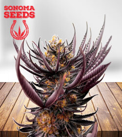 Gelonade Feminized
