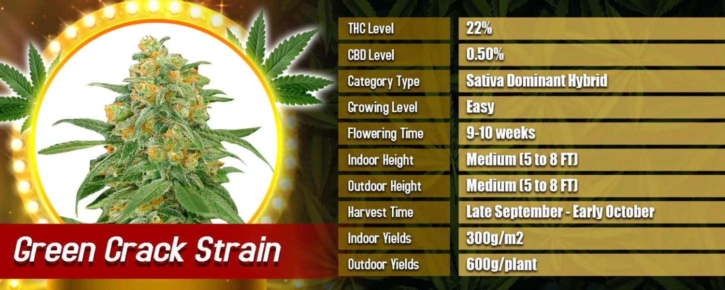 Green Crack Strain Feminized