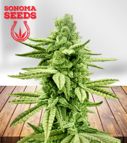 Gushers Strain Feminized