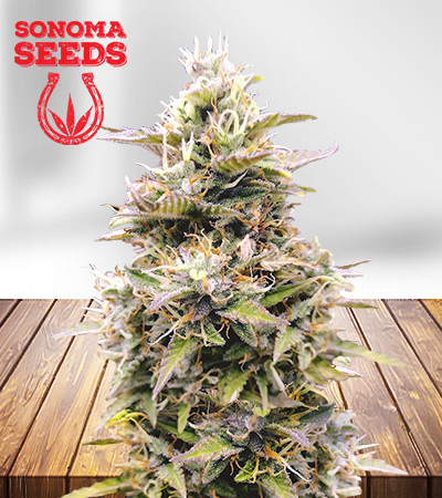 InterGarlactic Budder Feminized