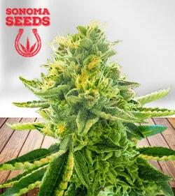 La Kush Cake Feminized