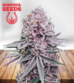 Meridian Sour Strain