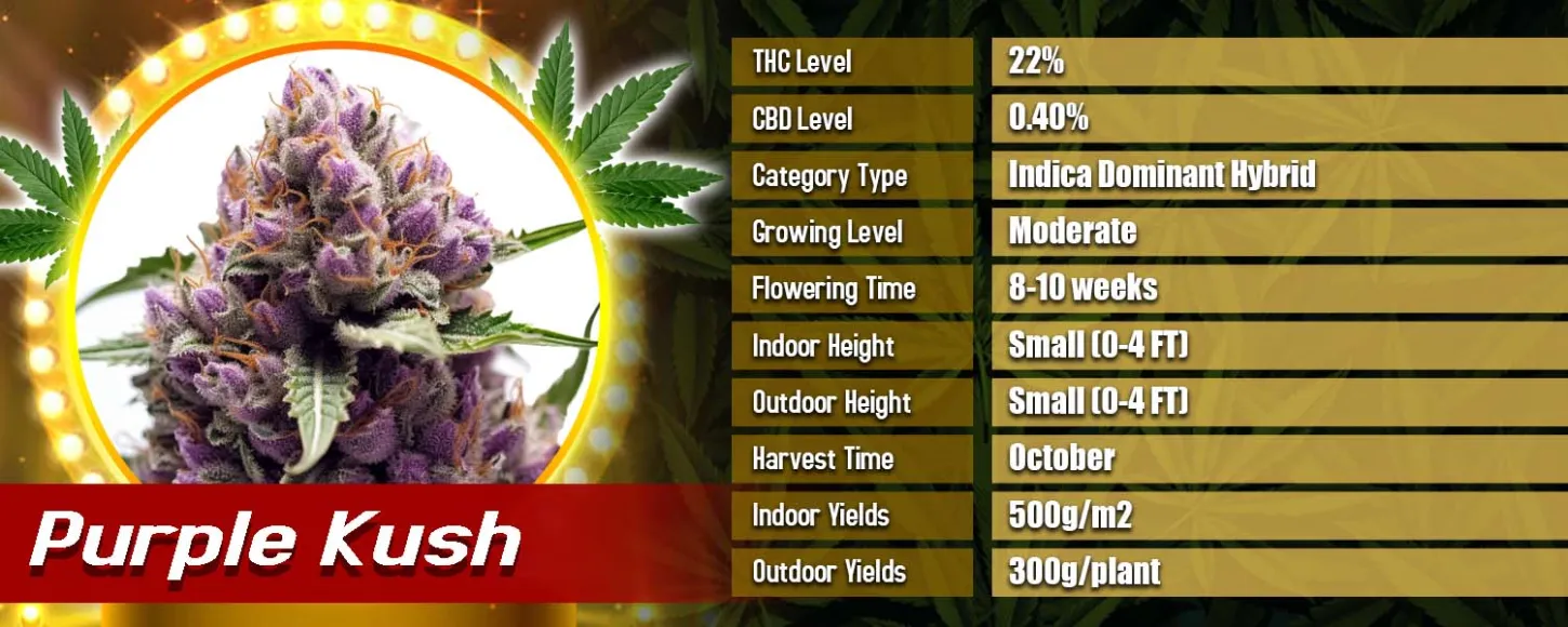 Purple Kush Feminized