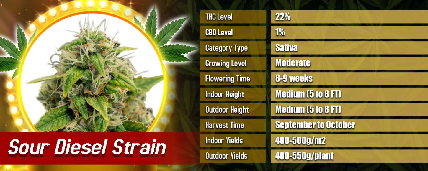 Sour Diesel Strain Feminized