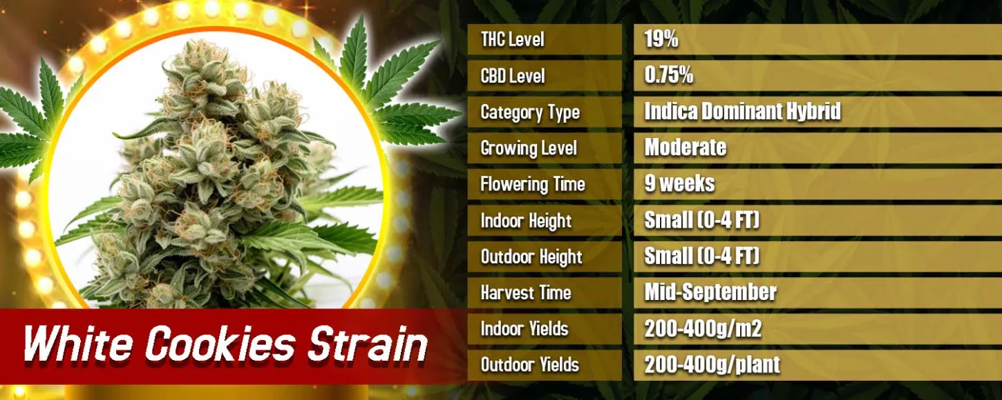 White Cookies Strain Feminized