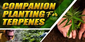 Companion Planting For Terpenes