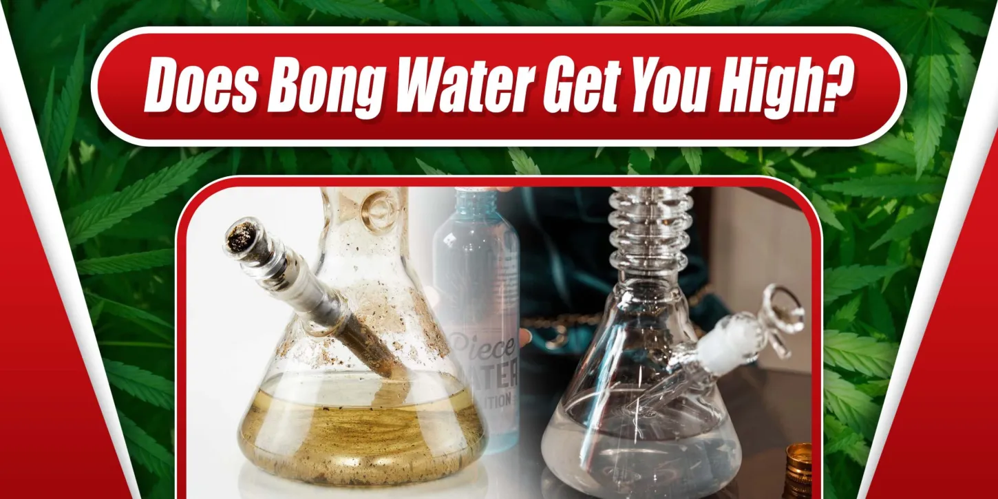 Does Bong Water Get You High? Sonoma Seeds