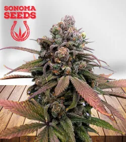 Donny Burger Strain Regular