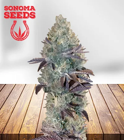 Gumbo Strain Feminized