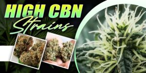 High CBN Strains