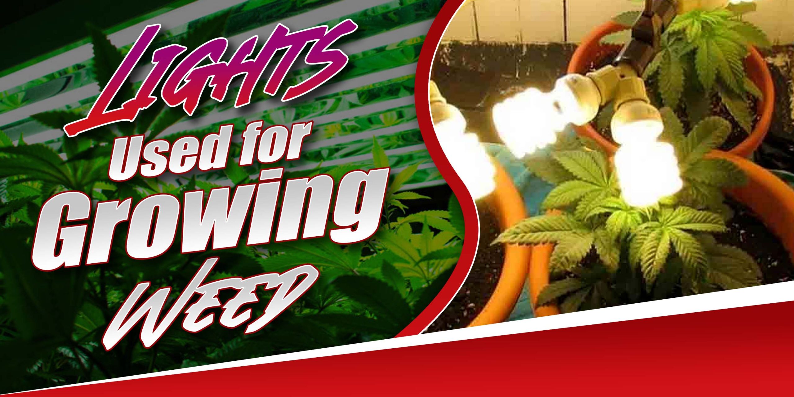 Lights Used for Growing Weed