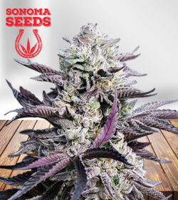 Mandarin Cookies Strain Feminized