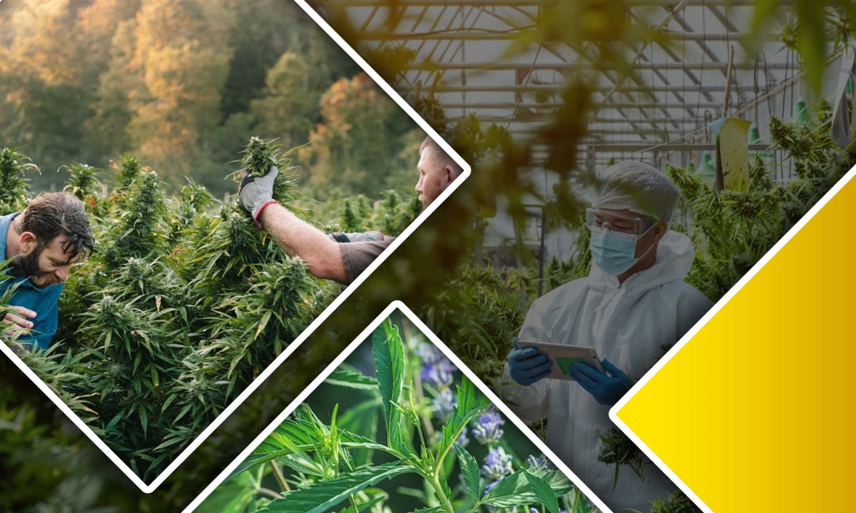 companion planting for terpenes