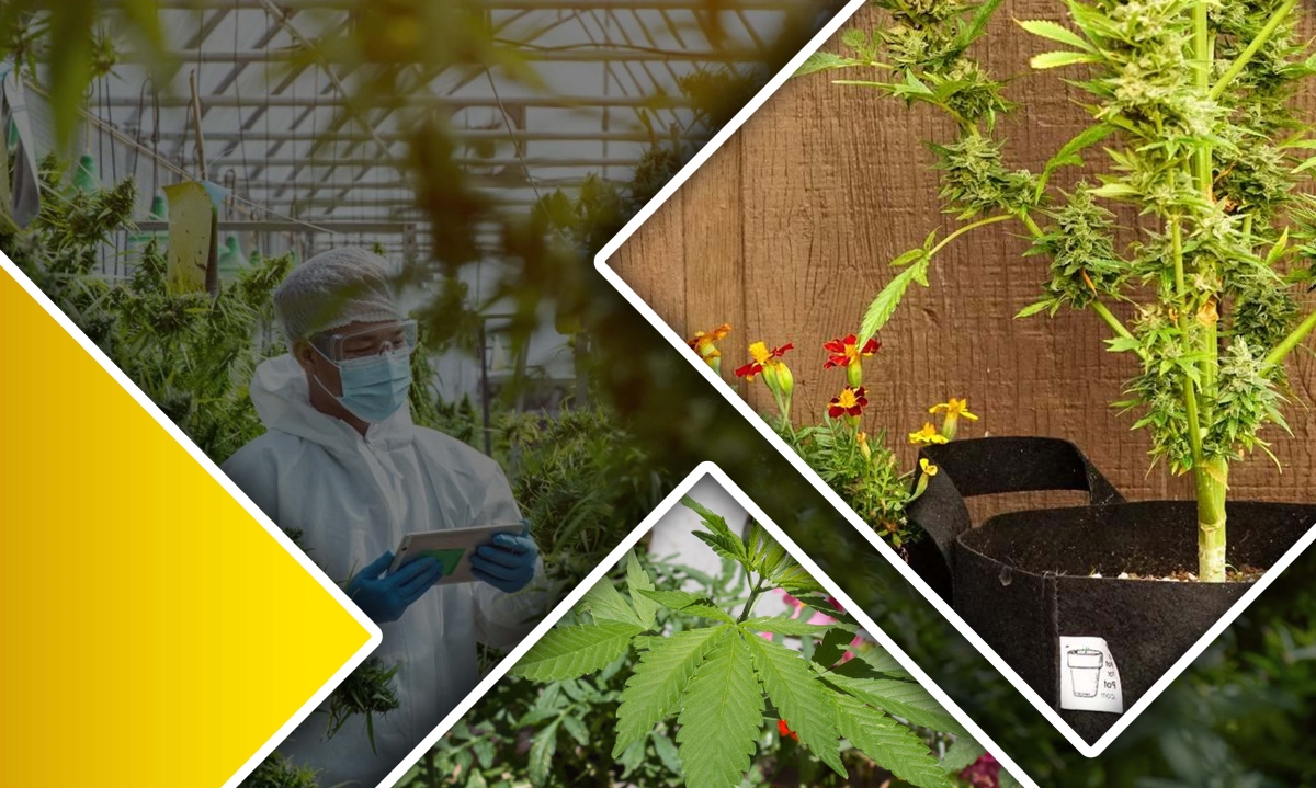 companion planting for terpenes