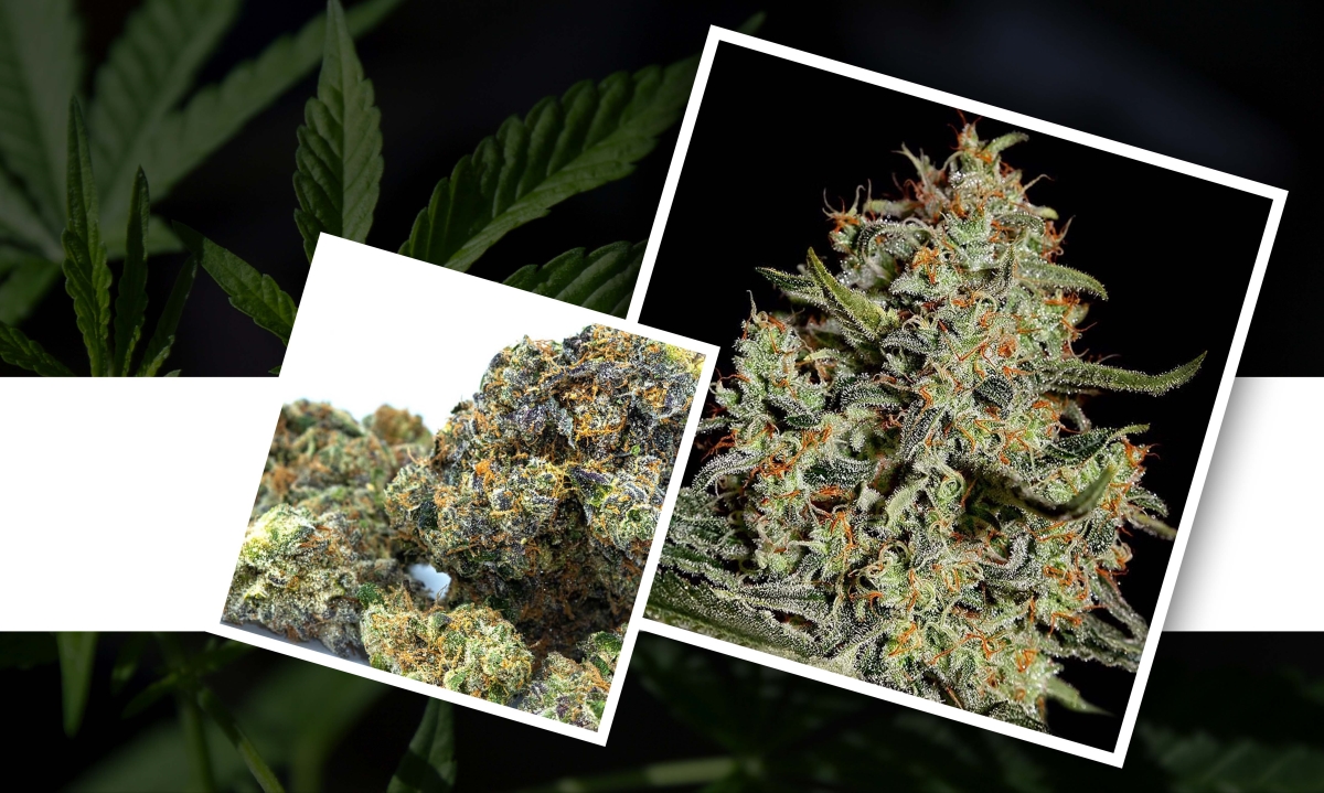 high cbn strains