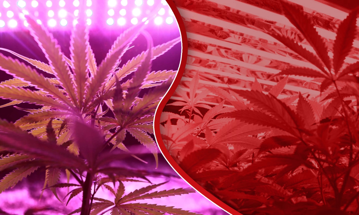 lights used for growing weed