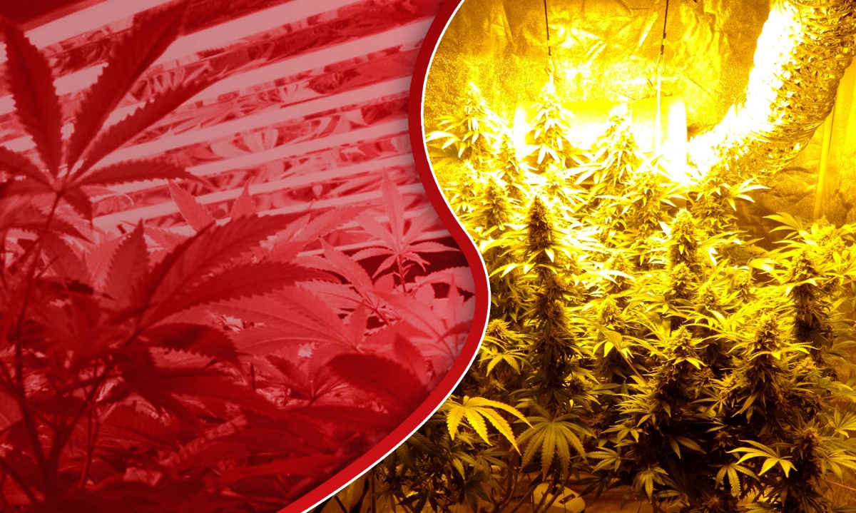 lights used for growing weed