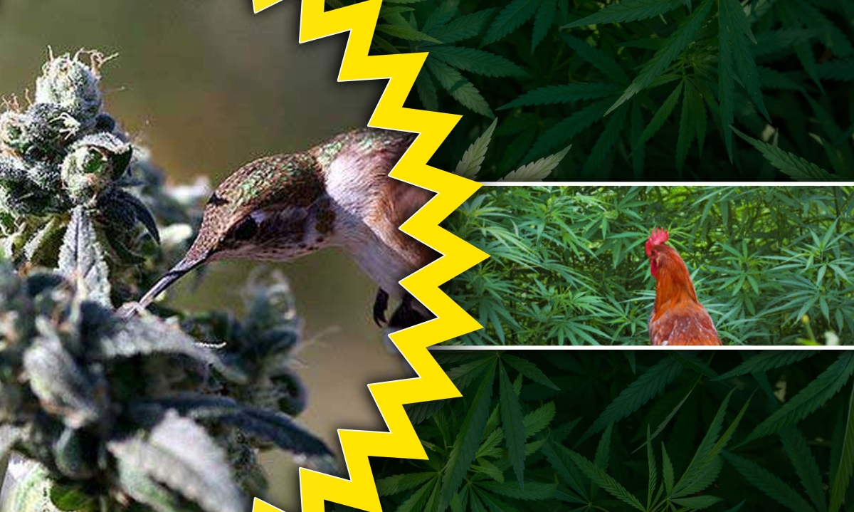 what animals eat weed plants