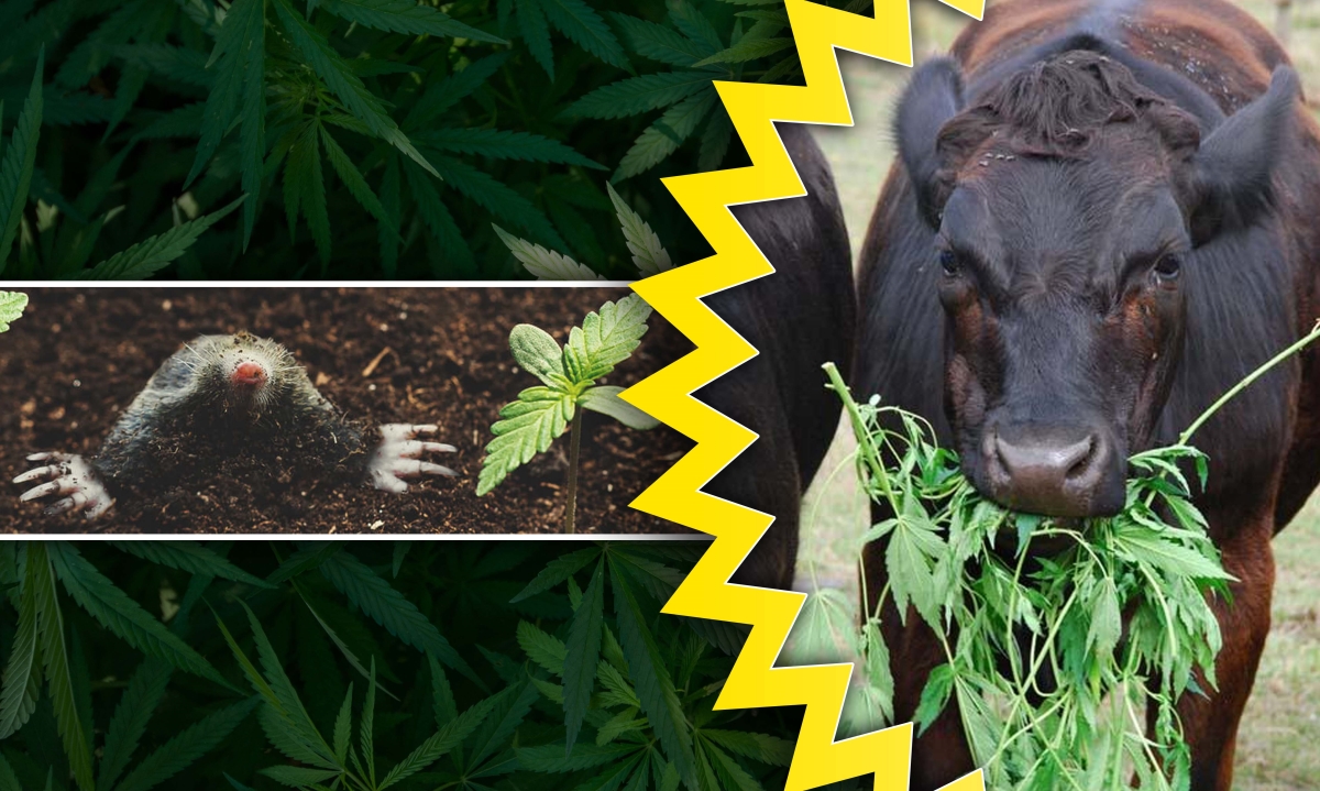 what animals eat weed plants