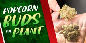 Popcorn Buds On Plant