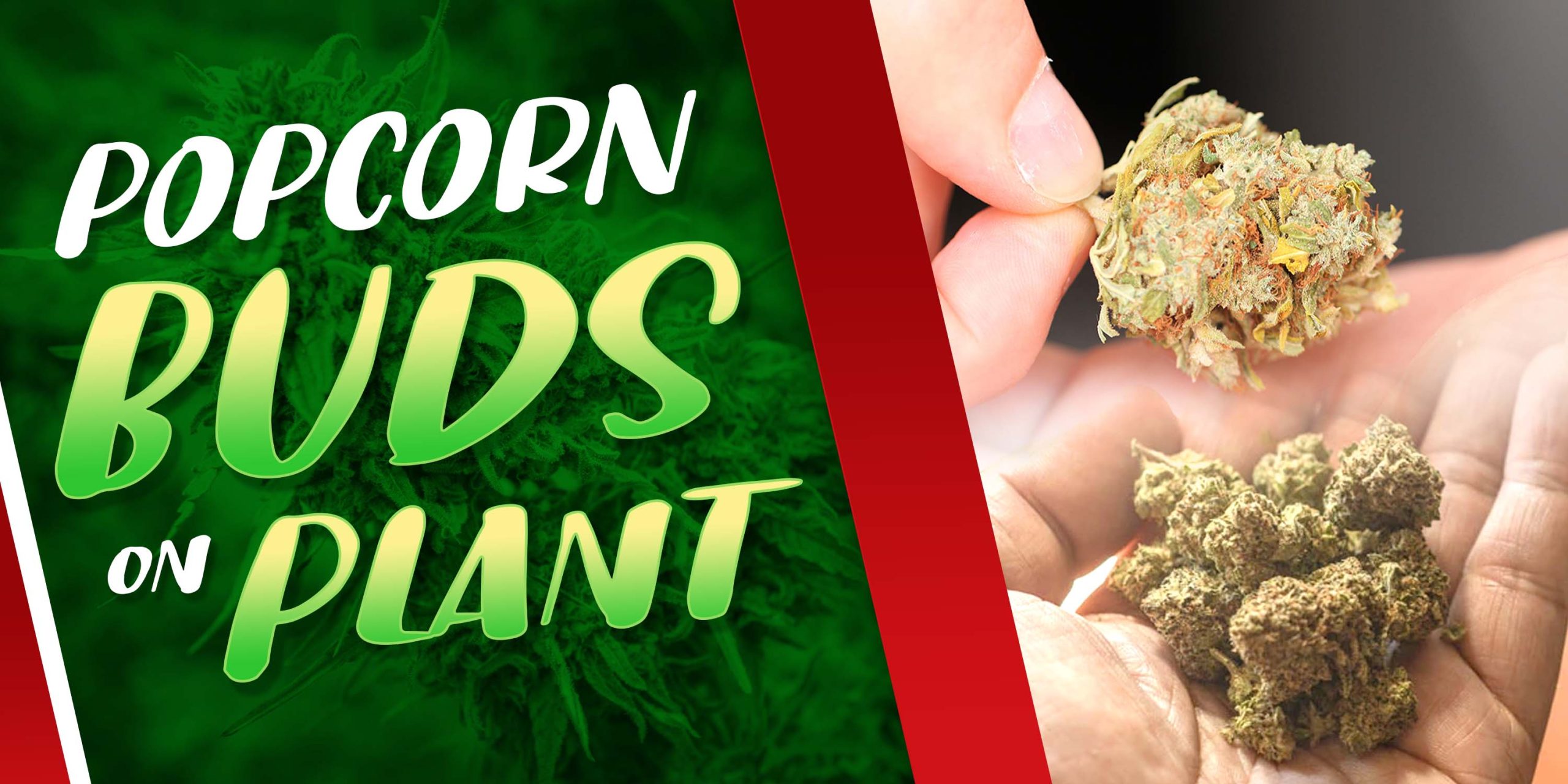 Popcorn Buds On Plant