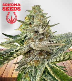 Rainbow Belts Strain Feminized
